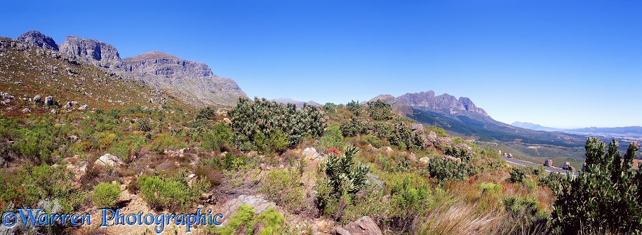 Fynbos and mountains panorama.  South Africa