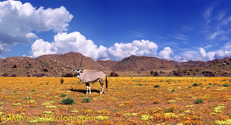 Oryx (Oryx gazella) among Namaqualand Daisies (Dimorphotheca sinuata) (orange) and Grielum humifusum (yellow).  South Africa