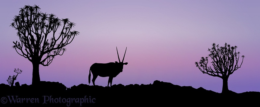 Oryx (Oryx gazella) and Quiver Trees (Aloe dichotoma) at sunset.  Southern Africa
