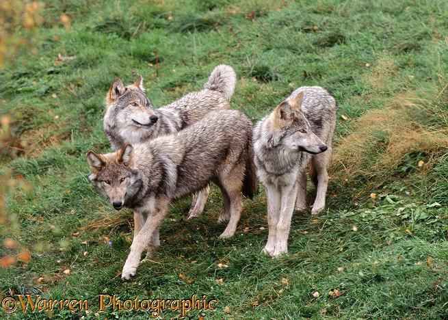 Grey Wolf (Canis lupus) family group