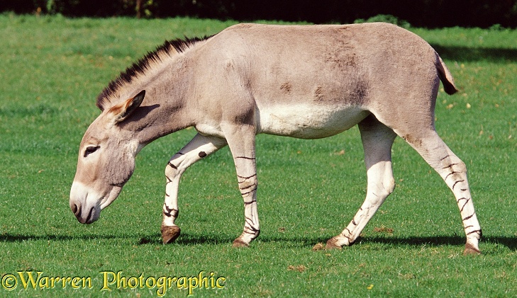 Somali Wild Ass (Equus asinus somalicus)