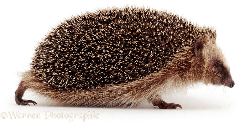 Hedgehog (Erinaceus europaeus), white background