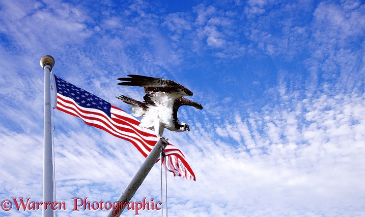 Osprey (Pandion haliaetus) preparing to take off from flagstaff