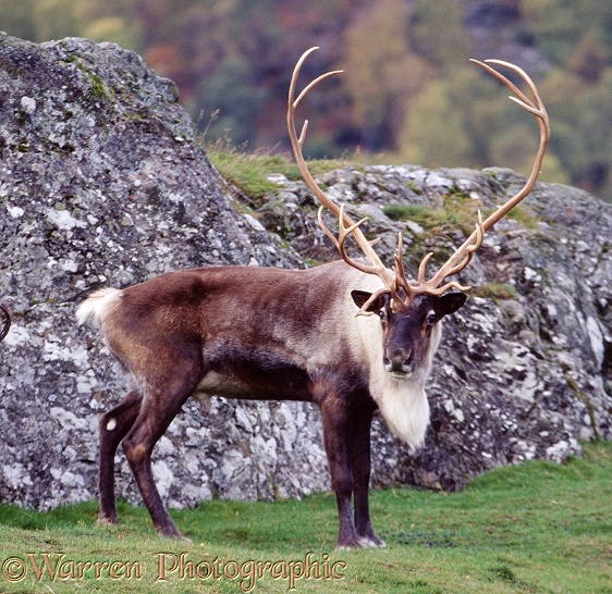 Reindeer (Rangifer tarandus) stag