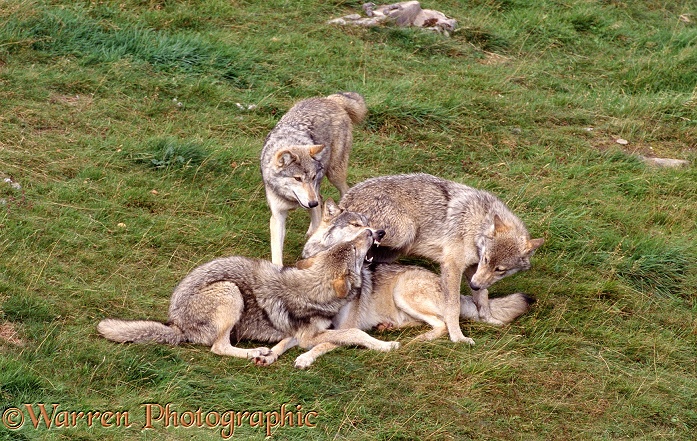 Submissive juvenile wolf cubs plaguing their mother, muzzle-bumping/food soliciting