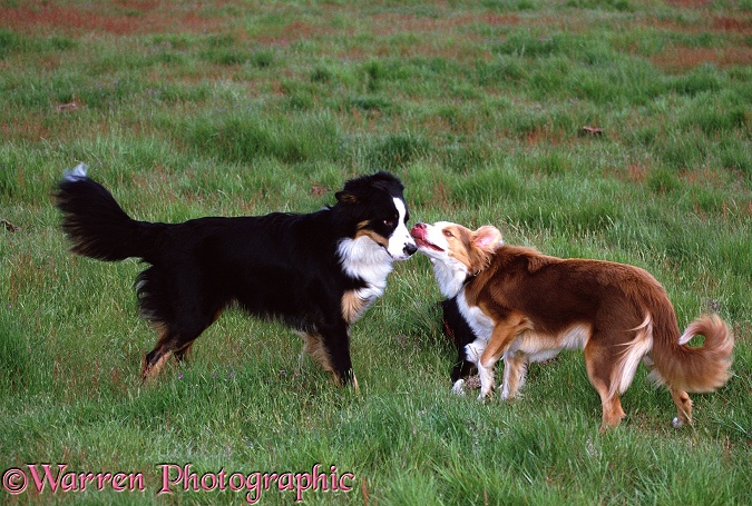 Border Collies: submissive red bitch meeting dominant tricolour dog