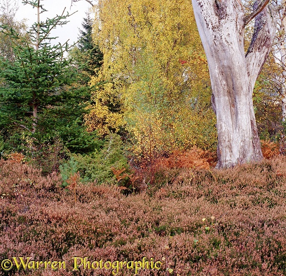 Autumnal moorland 3D 1 R.  Glen More, Scotland