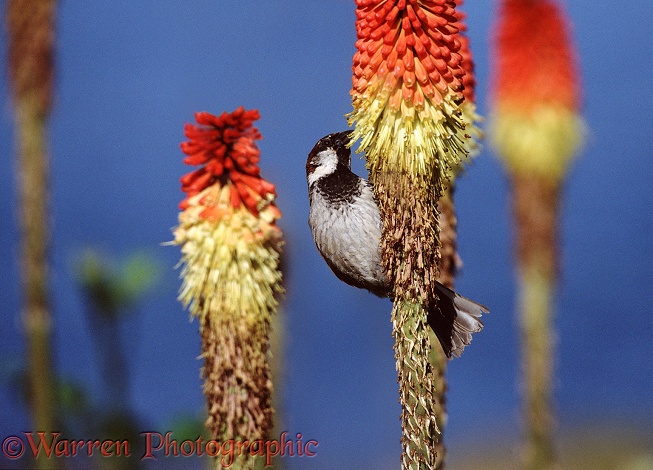 House Sparrow (Passer domesticus) cock feeding on Red-hot Poker flower