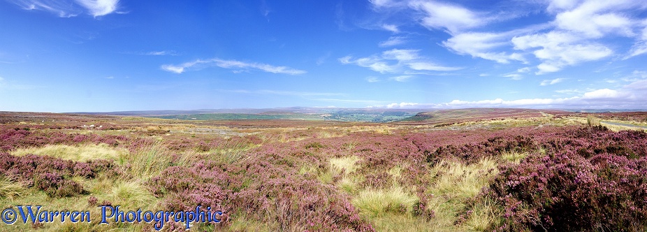 North York Moors panorama.  Yorkshire, England