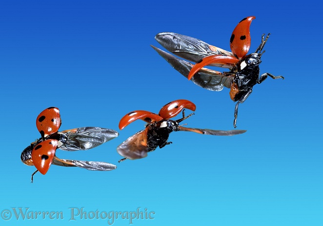 Seven-spot Ladybird (Coccinella 7-punctata) in flight, three images