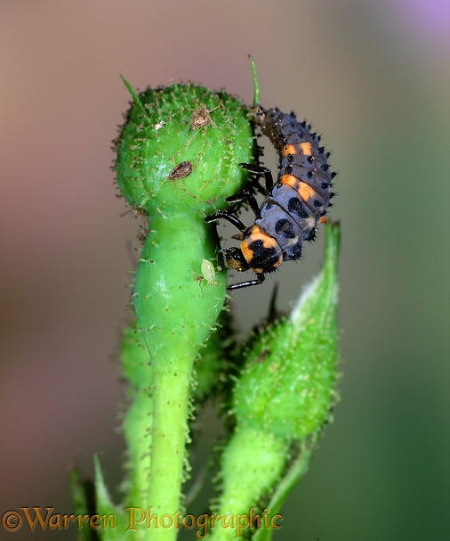 Seven-spot Ladybird (Coccinella 7-punctata) larva about to eat an aphid