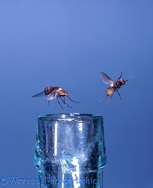 Houseflies (Musca domestica) taking off from the mouth of a bottle