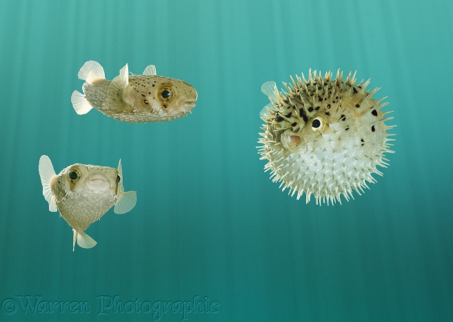 Pufferfish (Diodon holacanthus), one inflated in self-defence