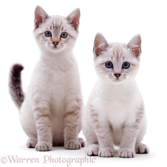 Pair of Bengal kittens, white background