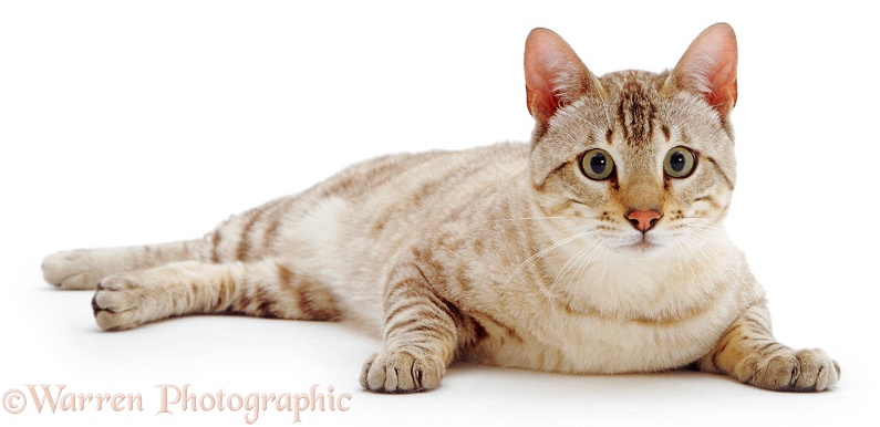 Sepia Spotted Snow Bengal male cat, Tagor, white background