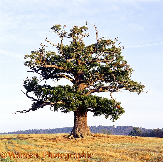 English Oak (Quercus robur) - Autumn 2002.  Surrey, England