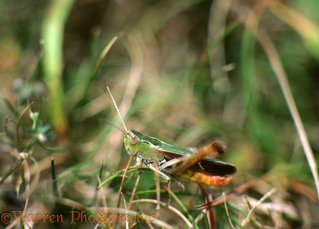 Stripe-winged grasshopper (Stenobothrus lineatus) male, stridulating