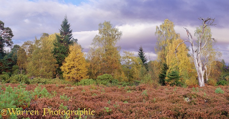 Autumnal moorland scenery.  Glen More, Scotland