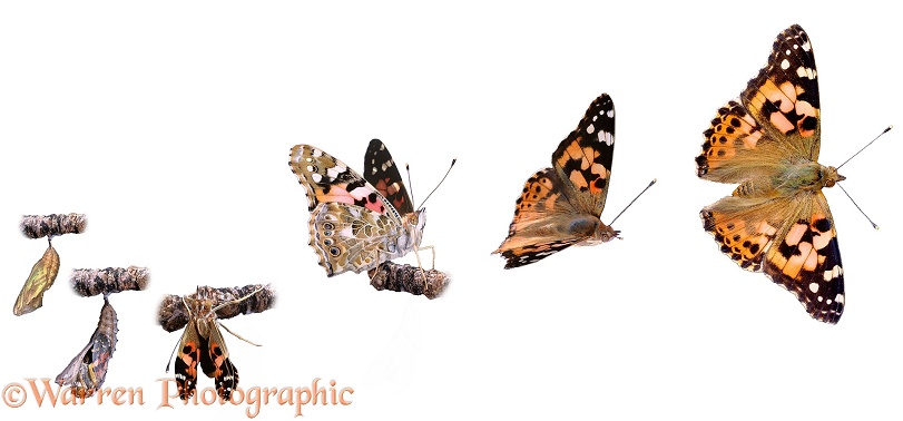 Painted Lady (Cynthia cardui). Sequence showing emerging from chrysalis to taking off, white background