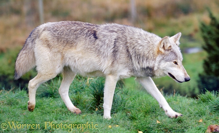 Grey Wolf (Canis lupus)