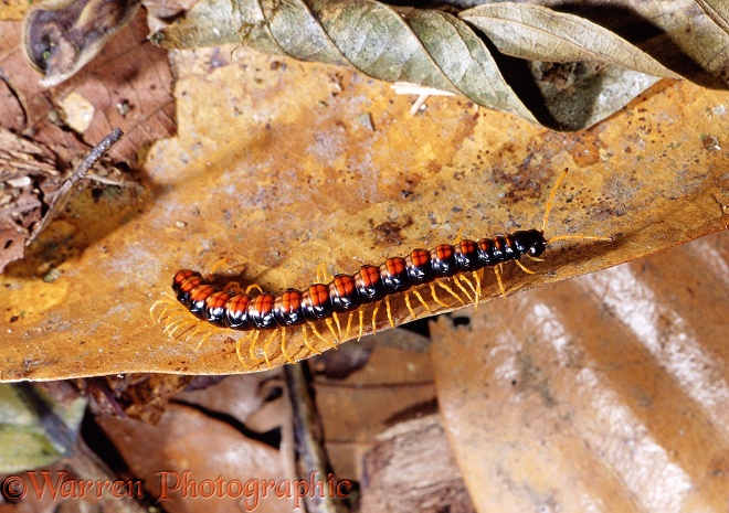 Tropical rainforest centipede.  Borneo