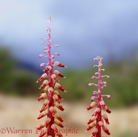 Lachenalia mutabilis flowers [Afrikaans: bontviooltjie].  Southern Africa