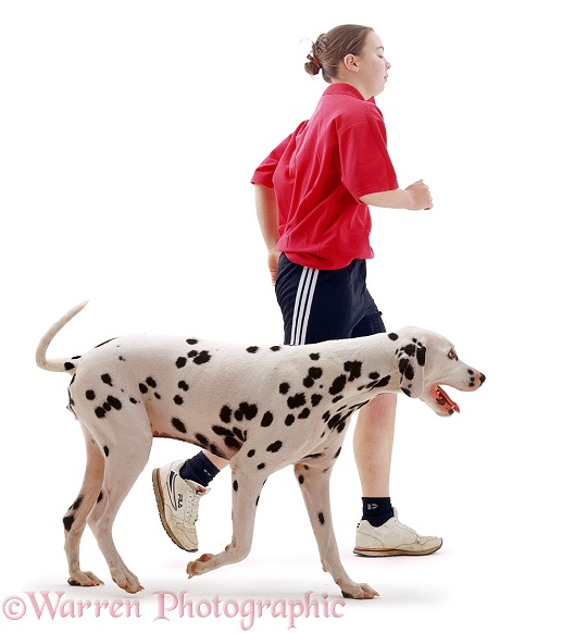 Dalmatian running with jogger, white background
