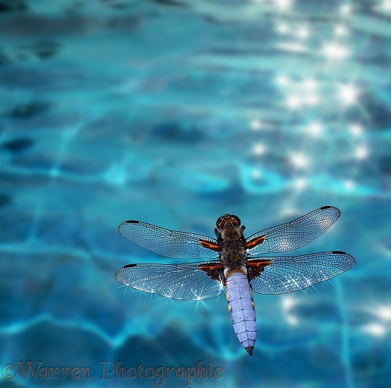 Broad-bodied Chaser Dragonfly (Libellula depressa) flying over glistening water.  Europe