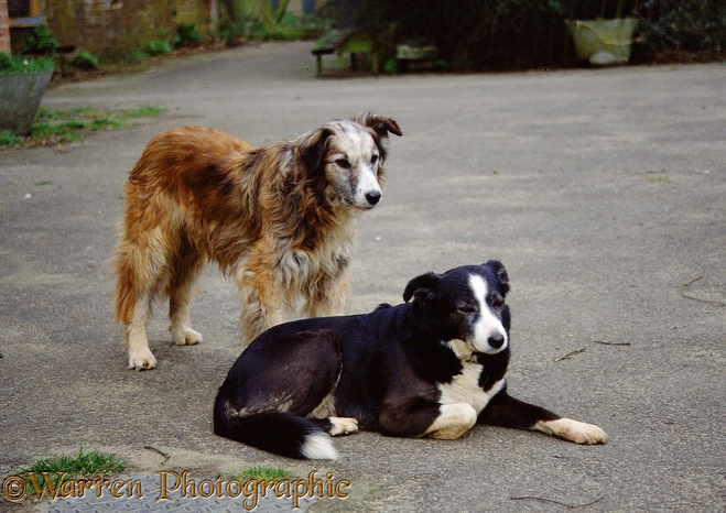 Elderly Border Collies: Jasper (standing) and his mate, Tess