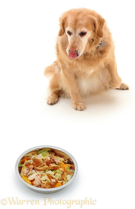 Retriever, Sophie, looking longingly at her dinner, white background