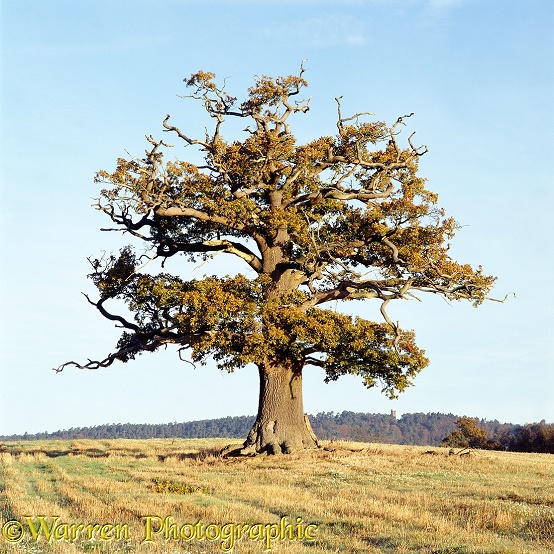 English Oak (Quercus robur) - Autumn 2002.  Surrey, England