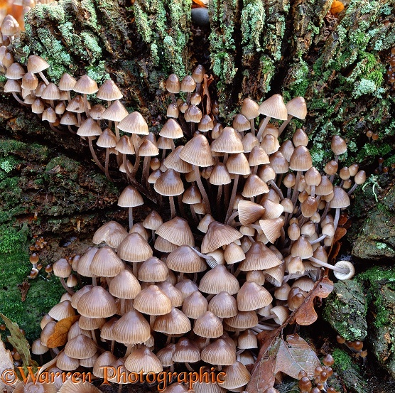 Brown fungi growing from a rotting log.  Surrey, England