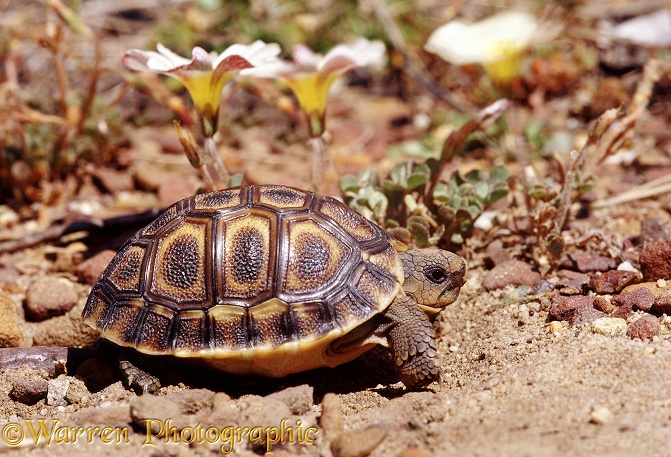 Angulate Tortoise (Chersina angulata) hatchling.  South-west Africa