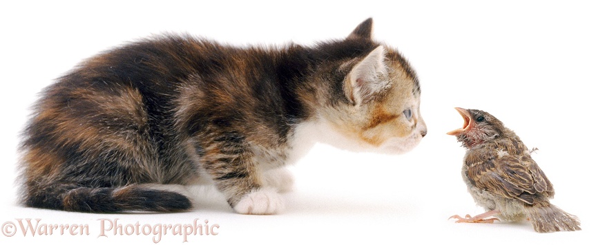 Kitten facing House Sparrow (Passer domesticus) fledgling, white background