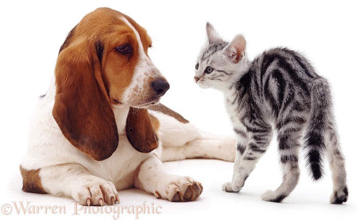 Basset Hound and silver kitten, white background