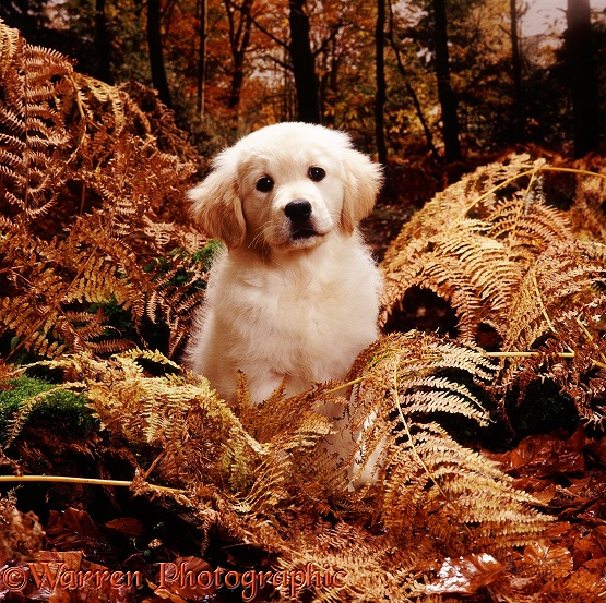 Golden Retriever puppy Lala, in Autumn woods