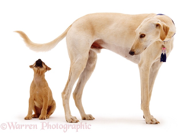 Terrier puppy, Winston, with Saluki Lurcher, Swift, white background
