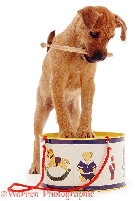 Terrier puppy, Winston, playing with toy drum, white background