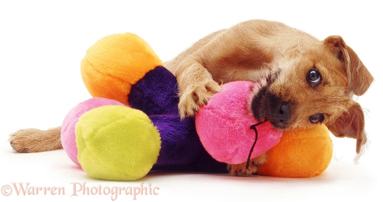 Terrier puppy, Winston, with colourful toy, white background