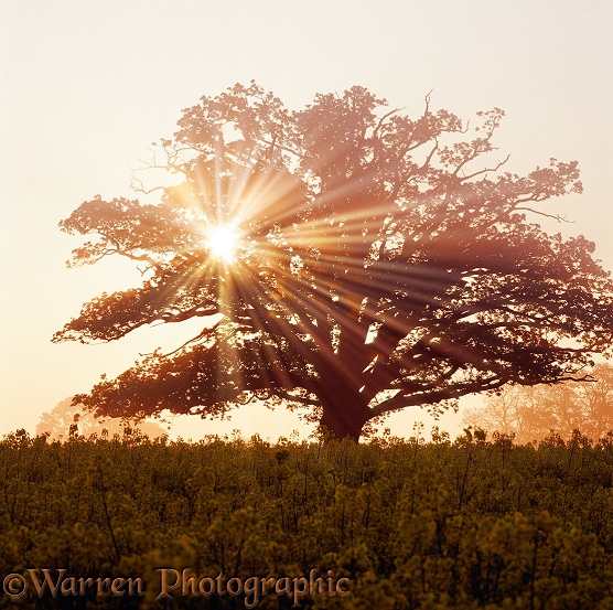 Oak (Quercus robur) tree with mist and sunbeams.  Surrey, England