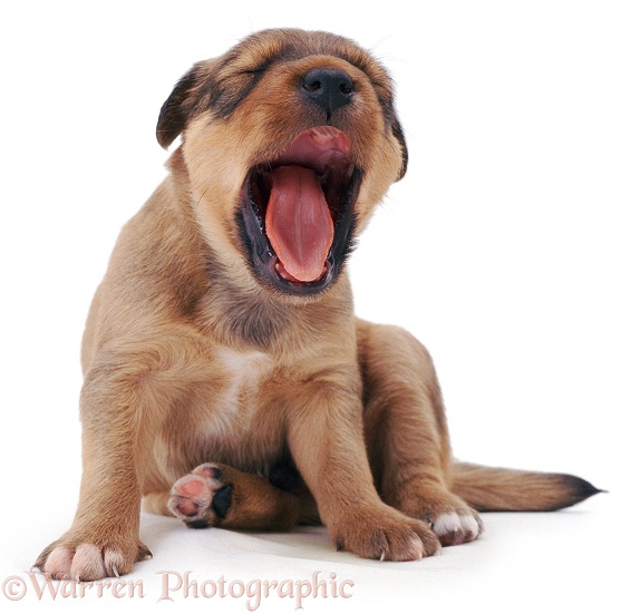 Lakeland Terrier x Border Collie pup, Joker, 3 weeks old, yawning, white background