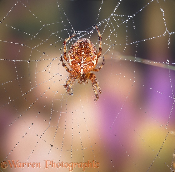 Strawberry Spider (Araneus alsine) in its dewy web.  Europe