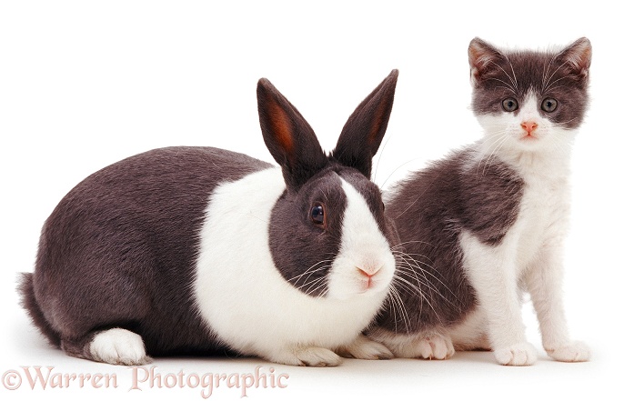 Blue Dutch rabbit and matching kitten, white background