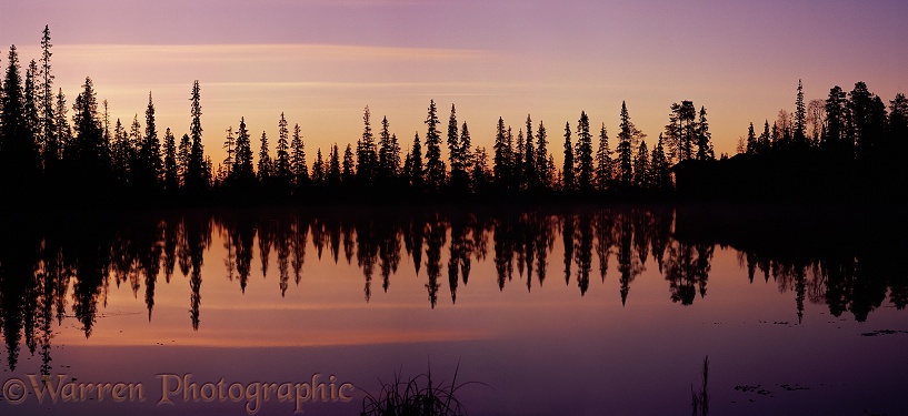 Reflected conifers at sunrise.  Finland