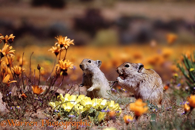 Whistling Rats (Parotomys brantsii) feeding among spring flowers in Namaqualand.  South Africa