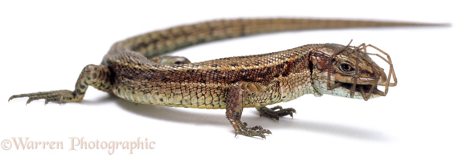 Viviparous Lizard (Lacerta vivipara) eating a Meadow Spider (Pardosa amentata).  Europe, white background