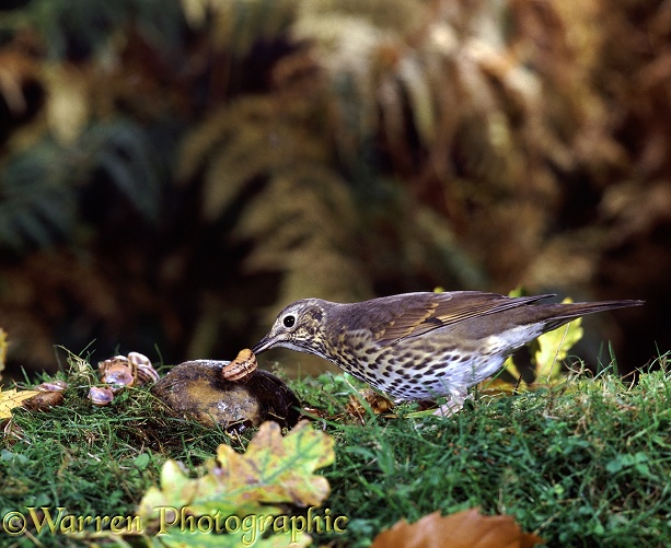 Song Thrush (Turdus philomelos) cracking a garden snail on a stone