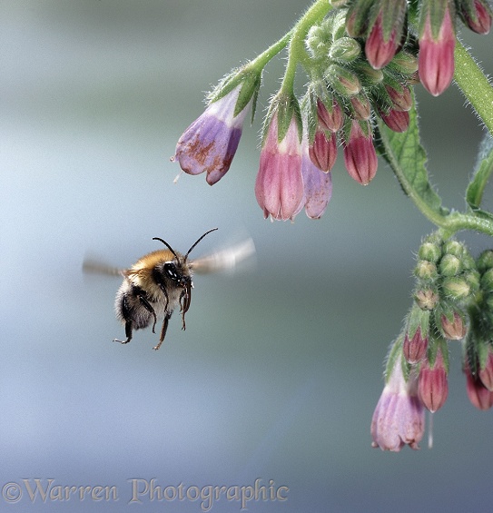 Common Carder Bee (Bombus pascuorum) approaching comfrey flower
