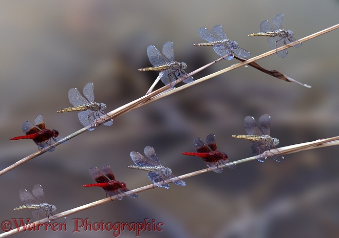Red-winged Groundling Dragonflies (Brachythemis lacustris) resting on grass stems overhanging a backwater of the Gambia River.  Africa
