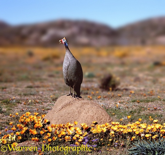 Helmeted Guineafowl (Numida meleagris) crowing from the top of a small termitarium in Namaqualand
